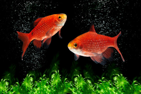 Rosy Barb Pethia conchonius freshwater fish