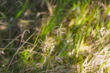 dry grass in the wind