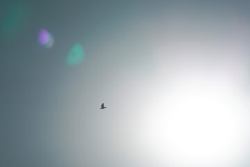 flying birds in the sky