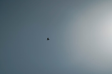 flying birds in the sky