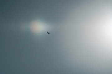 flying birds in the sky