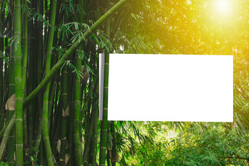 Bamboo in the morning natural background 