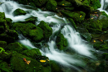 Mossy valley.Beautiful mountain stream with moss covered stone,
