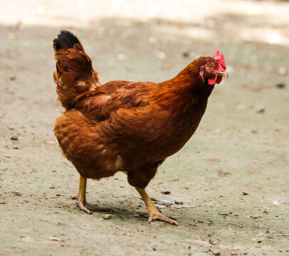 hens coks little chickens in a farm