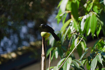black bird on branch in nature