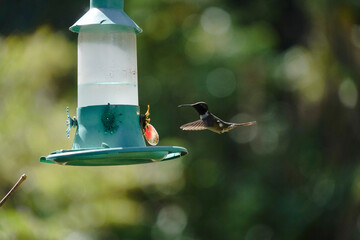 Amethyst Woodstar Hummingbird perched on small branch