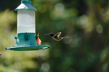 Amethyst Woodstar Hummingbird perched on small branch