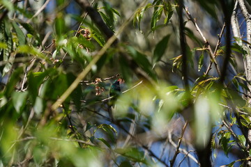 Portrait of a Glittering-bellied Emerald Hummingbird on a branch