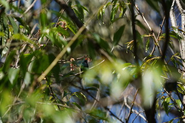Portrait of a Glittering-bellied Emerald Hummingbird on a branch