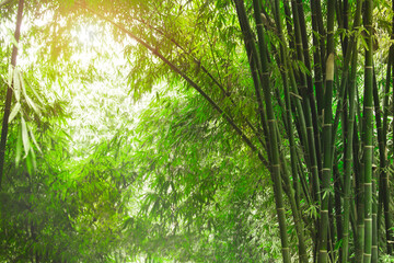 Bamboo in the morning natural background ,selective focus