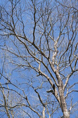 tree branches against blue sky