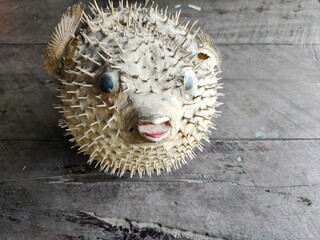 Dried puffer fish, It's on the wooden floor.
