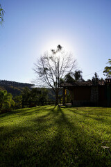 Fototapeta premium Tree and house in the woods