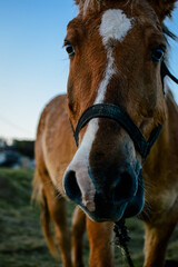 Naklejka premium horse in the wild