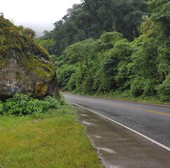 rock on the side of a road in the middle of the jungle