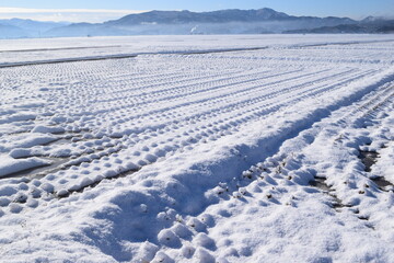 雪が積もった水田
