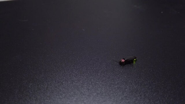 Genji-Botaru (Luciola cruciata) firefly on dark background