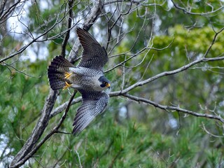 ハヤブサ成鳥のダイナミックな飛び出しシーン