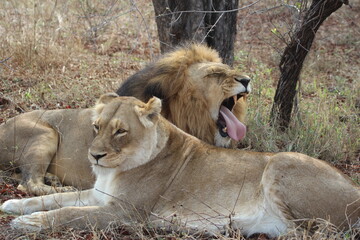 Lion, Kapama Game Reserve, South Africa.