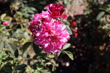pink rose bush