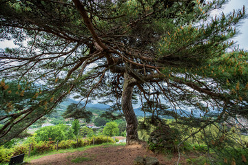 Wonderful isolated Pine tree and branch in garden, back ground blue sky.