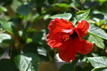 ハイビスカスの赤い花（日本の大船フラワーセンター）