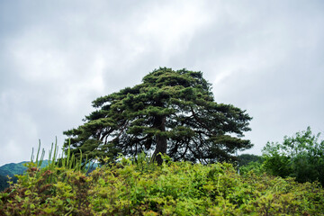 Fototapeta premium Wonderful isolated Pine tree and branch in garden, back ground blue sky.