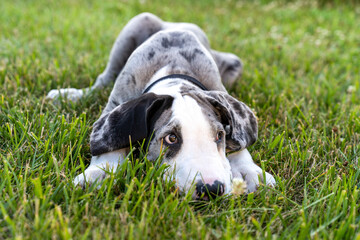 Great Dane Puppy