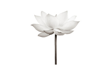lotus flower black and white isolated on white background.