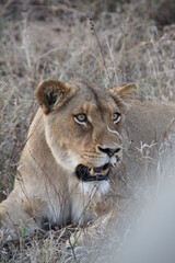 Obraz premium Lion, Kapama Game Reserve, South Africa.