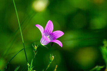 Obraz na płótnie Canvas Purple flower