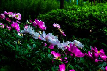 The beautiful isolated Peony flower in garden.
