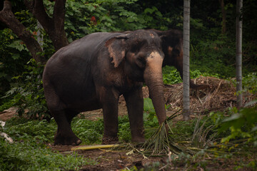 Fototapeta na wymiar Elephans in jungle - eating palm leaves - Koh Samui Island Thailand