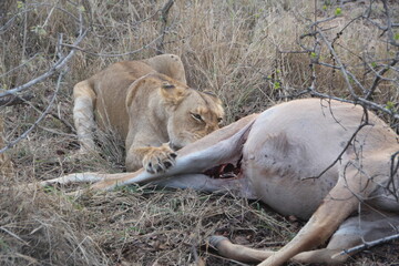 Lion, Kapama Game Reserve, South Africa.