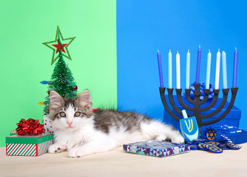 Adorable gray and white kitten laying between Christmas and Hanukkah scenes looking at viewer. Chrismukkah. .