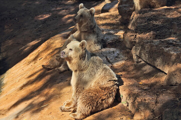 The big brown bear posing in the park - safari