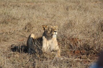 Lion, Kapama Game Reserve, South Africa.