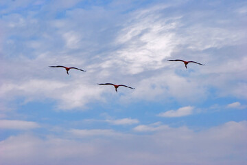 Flying flamingos