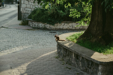 Mała wiewiórka siedząca na miejskim skwerze - obrazy, fototapety, plakaty