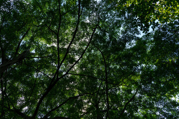 trees and sky