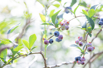 ブルーベリー農園