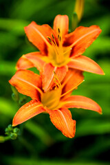 Fototapeta premium Piękny kolor kwiat Lilium longiflorum w sezonie wiosennym w ogrodzie botanicznym, z bliska.