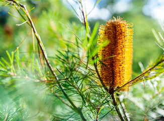 Close up of banksia flower with bokeh background.