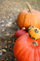 Thanksgiving Day. Autumn pumpkin harvest.Set of pumpkins and brown autumn leaves in the garden. Autumn  abundance