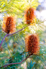 Obraz premium Close up of Australian native plant banksia flower with greenery background.