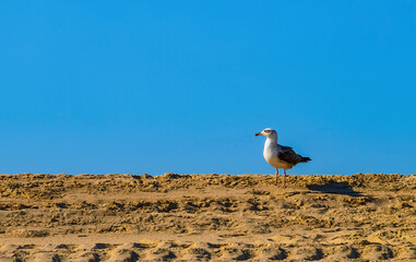 Seagull standing on the sand of a beach in Tavira, Portugal