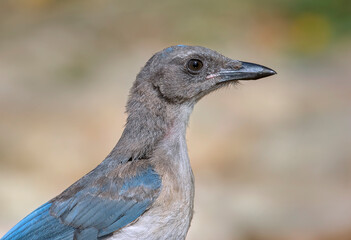 Immature Woodhouse's Scrub Jay