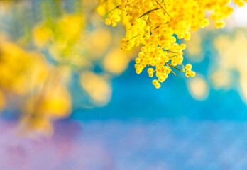 Fototapeta na wymiar Blossoming of Australian wattle tree (Acacia pycnantha, golden wattle) close up in spring, bright yellow flowers against blue background. 