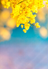 Fototapeta na wymiar Blossoming of Australian wattle tree (Acacia pycnantha, golden wattle) close up in spring, bright yellow flowers against blue background. 