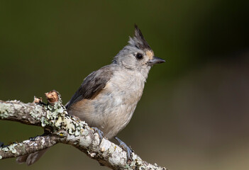 Black-crested Titmouse